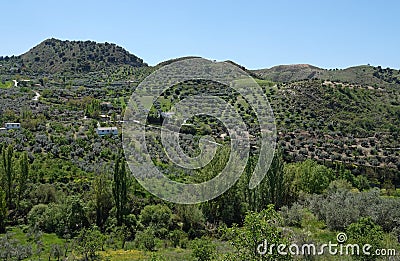 Los Cahorros olive groves near Granada in Andalusia Stock Photo