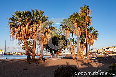 Los Cristianos - Palm trees during sunset on the promenade Avenida Juan Alfonso Batista next to beach Playa de los Cristianos Stock Photo