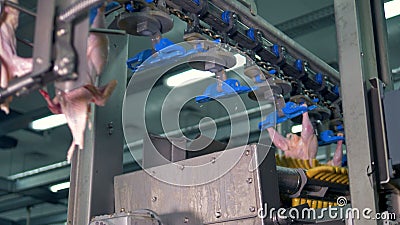 Los cuerpos atados del pollo pasan el equipo de proceso Los cuerpos atados del pollo pasan el equipo de proceso