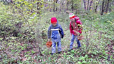 Los Niños Están Buscando Setas En El Bosque Almacen De Video - Vídeo de setas, están: 56388667