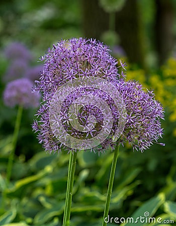 Ð¡lose up of an Alium Gigantium Flower Stock Photo