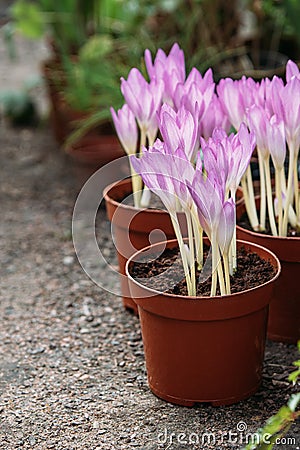 Ð¡lose up of Colchicum - spring flower seedlings at greenhouse Stock Photo