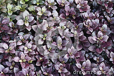Lose-up image of Purple Prince Joyweed plant Stock Photo