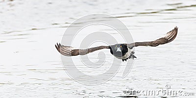 lose up of an incoming flying male Tufted Duck, Aythya fuligula, Stock Photo