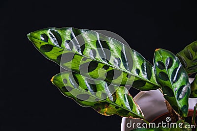 Calathea lancifolia leaves on a dark background. Stock Photo