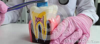 loseup of dentist hands shows on artificial jaw how to properly brush your teeth with toothbrush Stock Photo