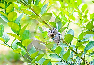 Loseup of graft on lime tree branch, agricultural technique Stock Photo
