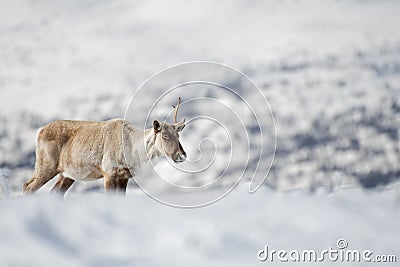 Losing the antlers Stock Photo