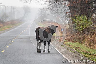 Lost Bull on the Road in the Fog Stock Photo