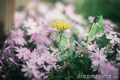 Lost dandelion among flowers Stock Photo