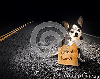 Lost dog Stock Photo