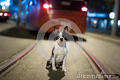 Lost dog at night on the street Stock Photo