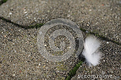 Lost feather Stock Photo