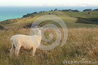 Lost sheep looking back Stock Photo