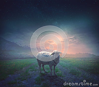 The Lost Sheep Editorial Stock Photo