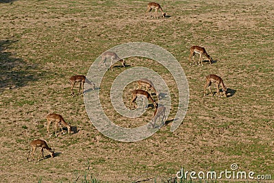 Antelopes in sunset on grass Stock Photo