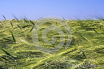 A lot of barley ears lowered the tops under the weight of the grain Stock Photo