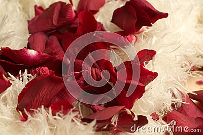 Lot of beautiful red rose petals on a furry surface - great for a romantic background Stock Photo