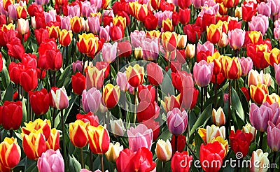 Lot of beautiful vivid tulips in the park Keukenhof Stock Photo