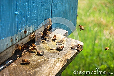 A lot of bees entering a beehive Stock Photo