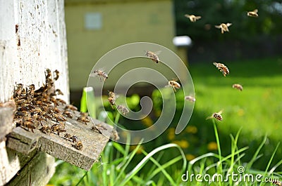 A lot of bees entering a beehive Stock Photo