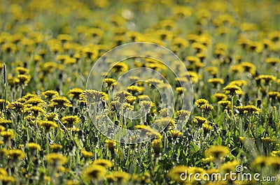 A lot of blooming dandelions Stock Photo