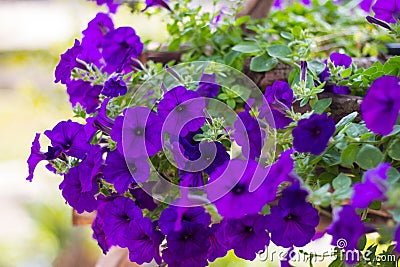 A lot of blue petunia Stock Photo