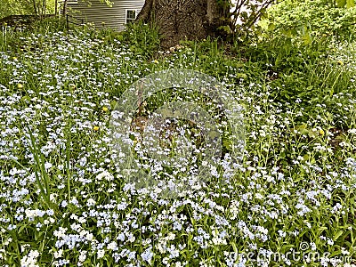 A lot of bluets on sloping embankment Stock Photo