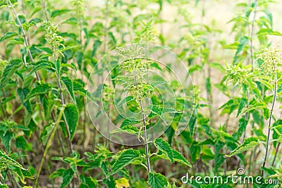 A lot of bushes of nettles. Plant for medicine. Stock Photo
