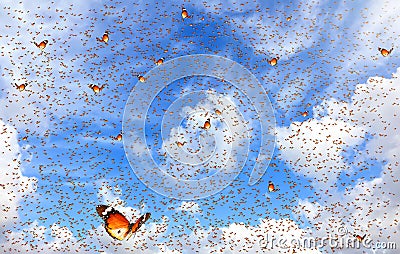 Lot butterflies flutter in the bright blue sky on a beautiful sunny day. Stock Photo