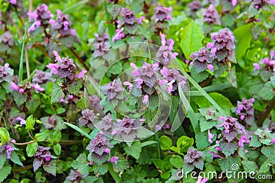 A lot of catnip. A closeup of a meadow completely overgrown with catnip Stock Photo