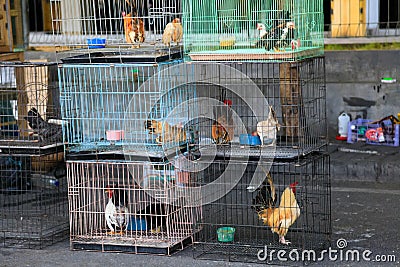 A lot of chicken in the cage Stock Photo