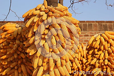 A lot of corn on the cob Stock Photo