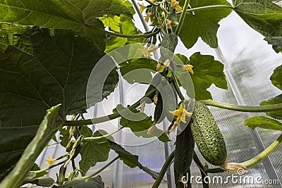 A lot of cucumbers grow on a branch photo bottom view Stock Photo