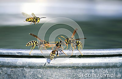 dangerous insects, wasps are on the edge of a metal bucket and fight for water Stock Photo