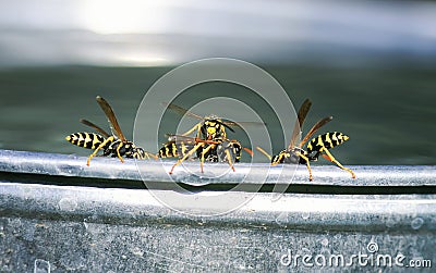 lot of dangerous insects, wasps are on the edge of a metal bucket and fight for water Stock Photo