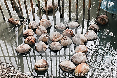 Lot of dry coconut floating on water surface in the mangrove forest that falls in the water canal.Brown coconut help to make oil a Stock Photo