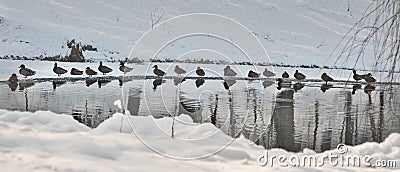 A lot of ducks near a small lake in cold winter day. Beautiful winter landscapes with snow, frozen lake and birds Stock Photo