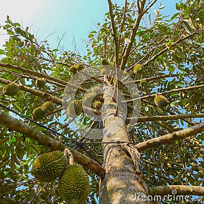 A lot of Durians hanging on the Durian tree Stock Photo