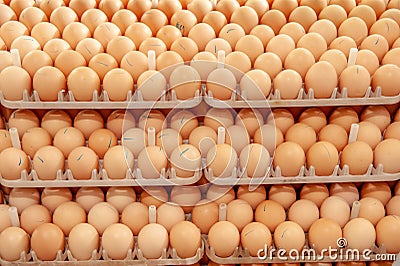 Lot of eggs on tray from breeders farm. Stock Photo