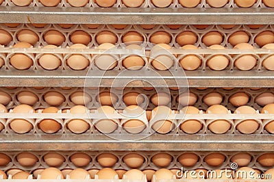 Lot of eggs on tray from breeders farm. Stock Photo