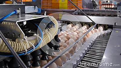 Lot of eggs on tray, Egg business & Layer process Stock Photo