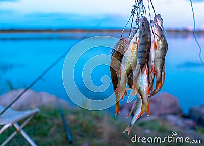 A lot of fish hanging perch caught by angler Fish Stringer. Stock Photo