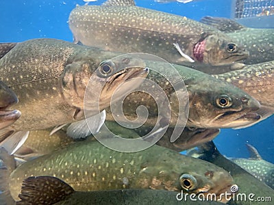 A lot of fish swims in the water. Salmon in the blue water of a grocery supermarket. Large aquarium, salmon close-up. Live trout Stock Photo