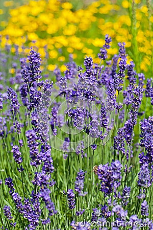 Lot of flowers of violet lavender blooming in garden Stock Photo