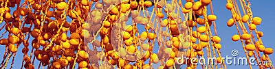 Lot fruits a date palm tree of amber color closeup Stock Photo