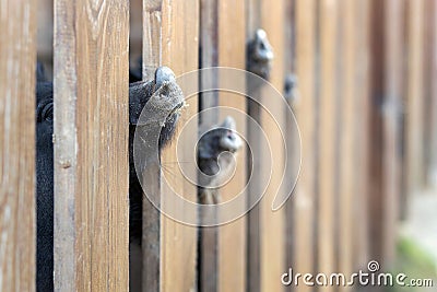 Lot of funny pig noses peeking through wooden fence at farm. Piglets sticking snouts . Intuition or instinct feeling concept Stock Photo