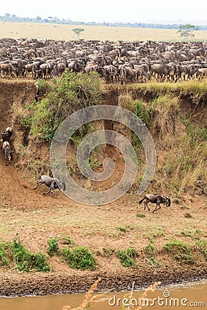 A lot of hoofed animals on the shore. Masai Mara, Kenya Stock Photo