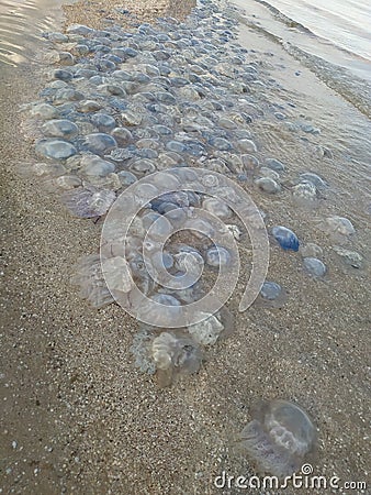 A lot of jellyfish on the seashore. Global warming consequences at sea Stock Photo