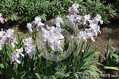 A lot of light violet flower of irises Stock Photo